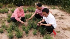 环县科技特派团全面助力草产业发展