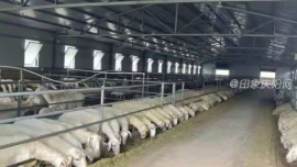 环县：多措并举推促村级集体经济高质量发展