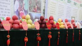 环县苹果很吸“睛”