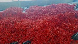 鎮(zhèn)原縣新集鎮(zhèn)：色素辣椒喜獲豐收“紅”了生活“火”了日子