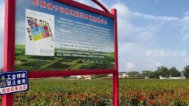 “火紅椒響曲”奏鳴在董志塬——西峰區(qū)朝天椒喜獲豐收