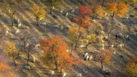 環(huán)縣營(yíng)盤(pán)山進(jìn)入最佳賞秋季