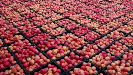 慶陽(yáng)的秋，豐收是最美的底色