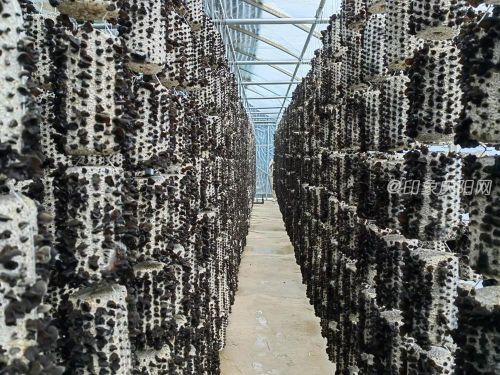 0c39fcc0e80941b78cd42fc7fb11975e