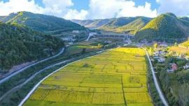 慶陽(yáng)秋日限定，來(lái)一場(chǎng)與稻田的約會(huì)吧