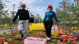 庆城县白马铺镇：苹果产业映红致富路