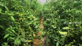 庆城县：四项举措，助力村集体经济提质增效