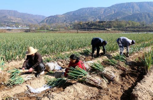西峰區(qū)顯勝鄉(xiāng)蒲河村村民收獲大蔥