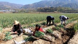 西峰區(qū)：振興路上“蔥”滿希望