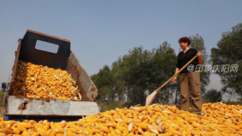 西峰區(qū)：拼全力 破難題 推動(dòng)農(nóng)業(yè)農(nóng)村現(xiàn)代化高質(zhì)量發(fā)展