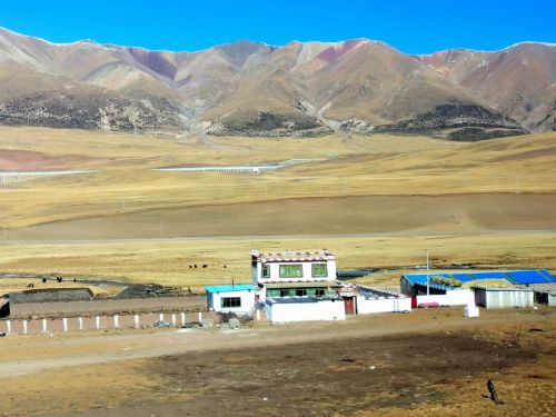 看見(jiàn)西藏：天路格桑花  攝影/徐治財(cái)