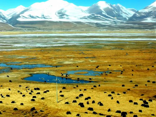 看見(jiàn)西藏：天路格桑花  攝影/徐治財(cái)