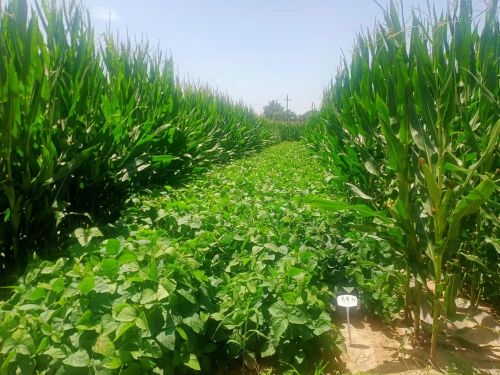 69e989bfb0514cb0a4885f3de47ba4a5