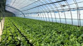 寧縣：特色產(chǎn)業(yè)奏響鄉(xiāng)村振興“致富曲”