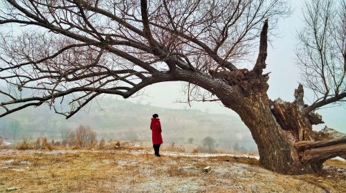 又是一年小寒到 周著銘/攝