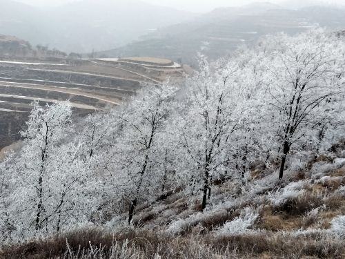 又是一年小寒到 周著銘/攝