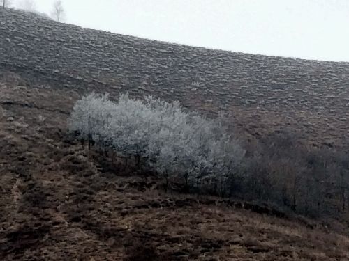 又是一年小寒到 周著銘/攝