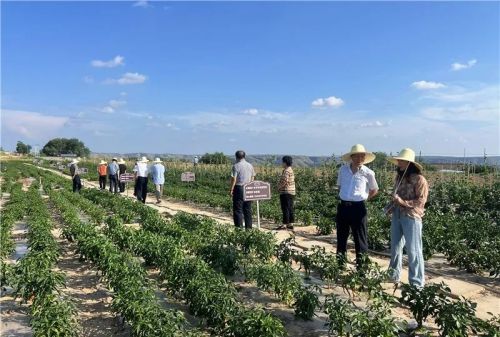 莊子峁農(nóng)莊開展各種種植體驗(yàn)參觀活動(dòng)。