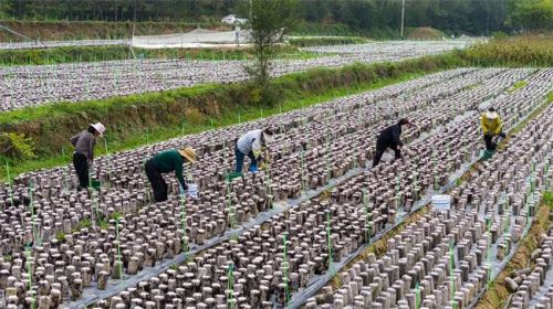 合水縣何家畔鎮(zhèn)鑫旭食用菌有限公司的露天山地黑木耳迎來了首個采摘季（資料圖）。特約攝影 張應君