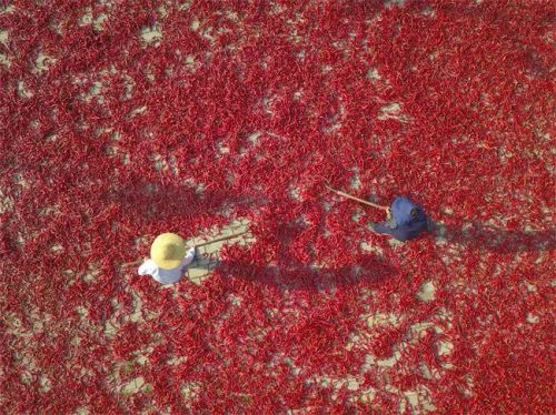 寧縣辣椒晾曬（資料圖）。特約攝影 李建琪