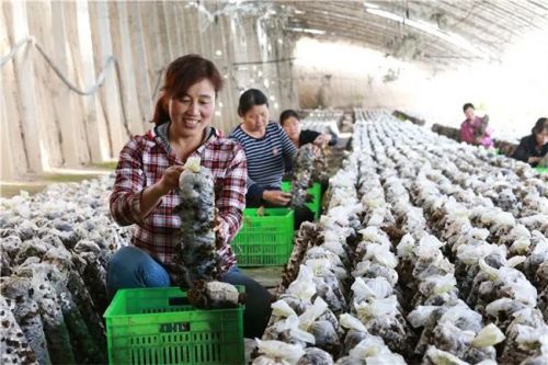 西峰區(qū)肖金鎮(zhèn)李城村百豐園生態(tài)種植專業(yè)合作社的工人正在采摘木耳（資料圖）。慶陽融媒記者 盤小美 攝