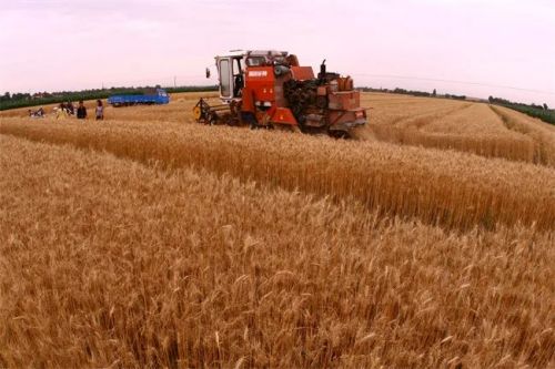 寧縣機收冬小麥（資料圖）。 特約攝影 李建琪