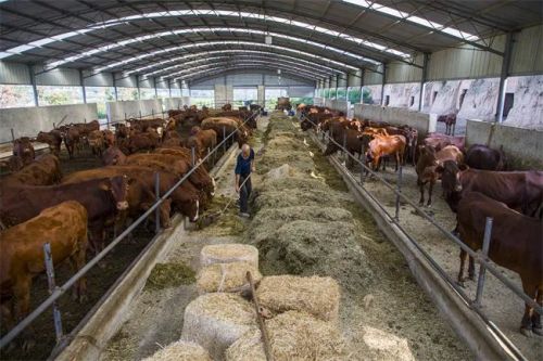 寧縣良平鎮(zhèn)前鋒肉牛養(yǎng)殖場（資料圖）。 慶陽融媒記者 俄少飛 攝