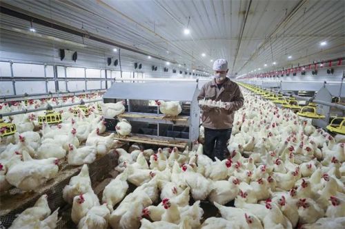 甘肅圣越農(nóng)牧發(fā)展有限公司下城種雞場，工人在雞舍收取種雞蛋（資料圖）。 慶陽融媒記者 俄少飛 攝