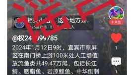 往長江里放生鱷雀鱔？四川宜賓官方回應(yīng)：謠言，放流的是長江鱘等珍稀魚類 | 云辟謠