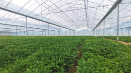 鎮(zhèn)原縣：黨建引領(lǐng)聚合力 強(qiáng)村富民興產(chǎn)業(yè)