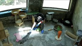 西寧野生動(dòng)物園：兔猻“猻大娘”因病死亡