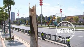 南昌紅谷灘1600多棵樹一夜被吹倒