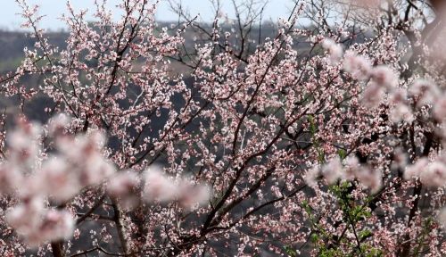 一夜东风粉蕊开，沁人花香扑鼻来。连日来，庆阳市西峰区温泉镇米堡村的150亩杏林迎来盛花期，一簇簇白里透红的杏花吐蕊怒放，成片的花海暗香浮动，蜂蝶飞舞。春风拂过，摇曳生姿，美不胜收，引得游人慕名前来踏青赏景，乐享春日时光。