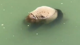 摩友旅行時(shí)發(fā)現(xiàn)野生大熊貓溺亡？寶興縣大熊貓宣教中心稱正在核實(shí)