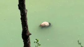 官方通報死亡大熊貓核查情況：為成年雌性