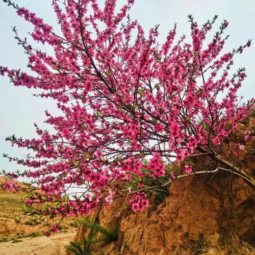 圖源：周著銘 慶城土橋家鄉(xiāng)手機(jī)隨拍