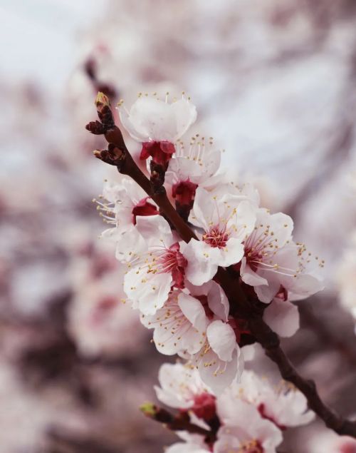 圖源：慶陽市文體廣電和旅游局