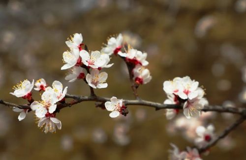 圖源：慶陽市文體廣電和旅游局