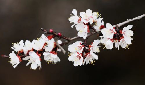圖源：慶陽市文體廣電和旅游局