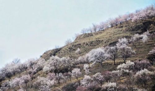 圖源：慶陽市文體廣電和旅游局