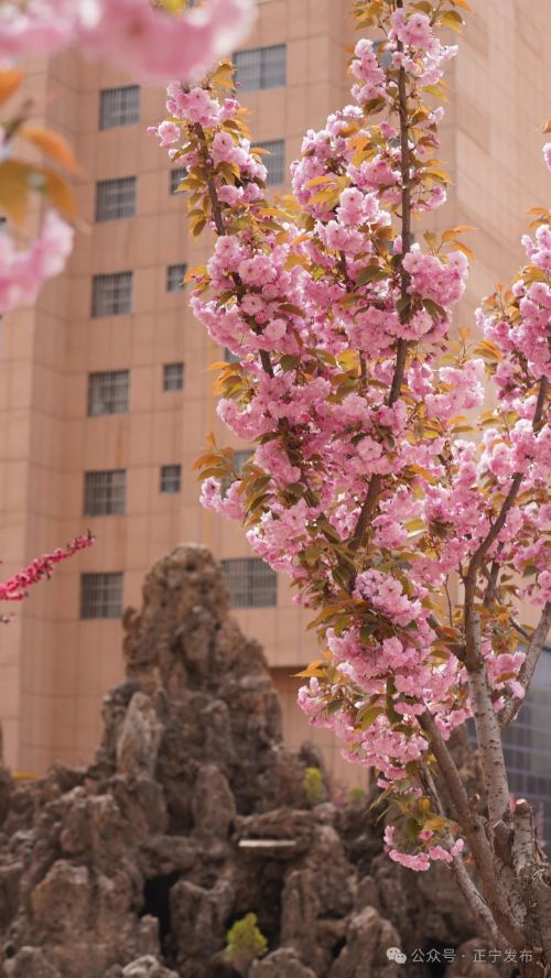 圖源：正寧發(fā)布 尤小龍 楊保衛(wèi) 唐小娟