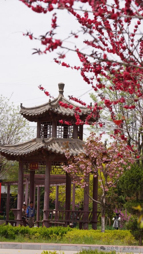 圖源：正寧發(fā)布 尤小龍 楊保衛(wèi) 唐小娟