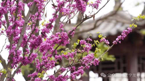圖源：正寧發(fā)布 尤小龍 楊保衛(wèi) 唐小娟