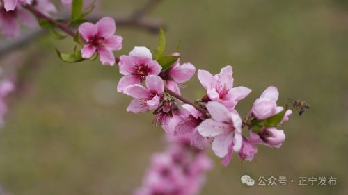 圖源：正寧發(fā)布 尤小龍 楊保衛(wèi) 唐小娟