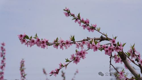圖源：正寧發(fā)布 尤小龍 楊保衛(wèi) 唐小娟