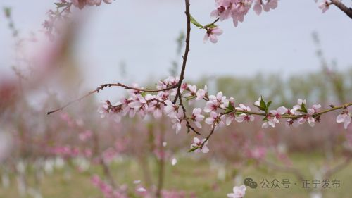 圖源：正寧發(fā)布 尤小龍 楊保衛(wèi) 唐小娟