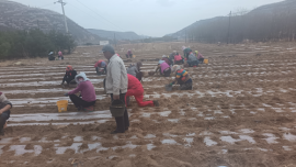 華池縣自然資源局守牢鄉(xiāng)村振興“耕”讓“良田”回歸“糧田”　