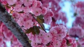 赏樱花喽 西峰有条“樱花大道”