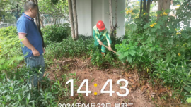 深圳龍華“暴雨天澆花”引爭(zhēng)議，回應(yīng)來了