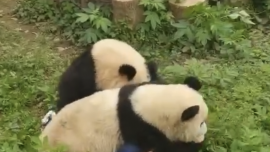 網(wǎng)紅大熊貓“渝可”“渝愛”撲倒壓住保育員！動(dòng)物園報(bào)平安